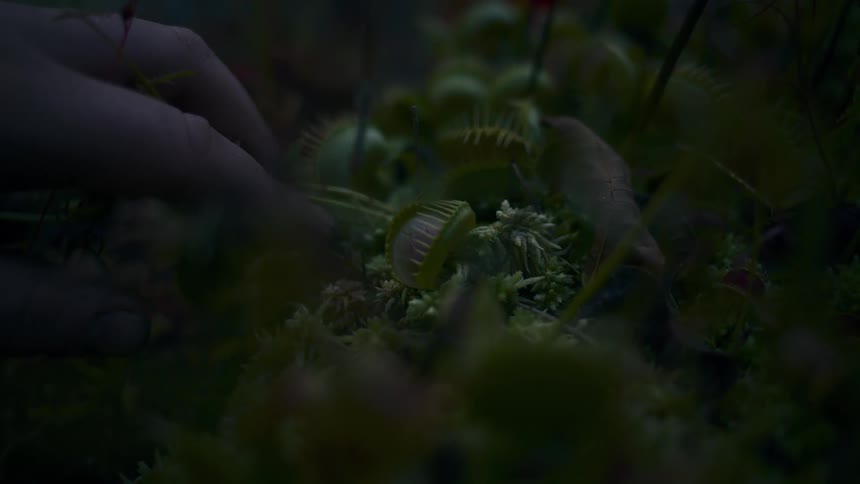 A person is putting a stick into a venus flytrap to get it to close