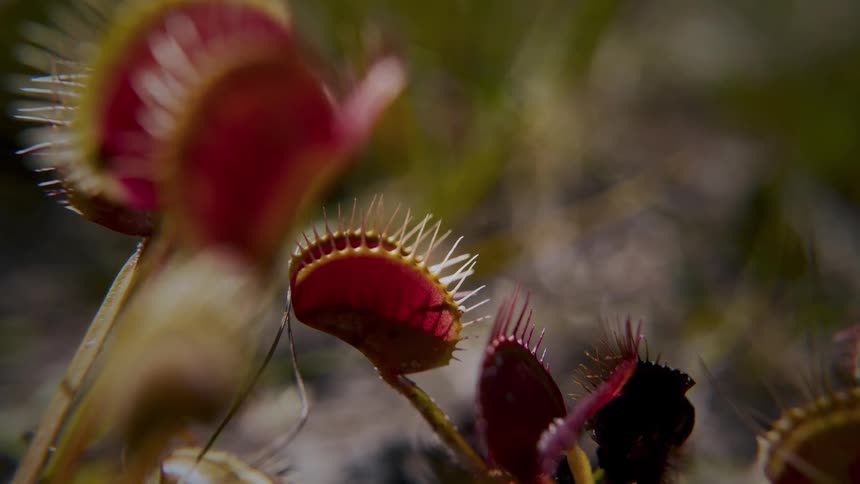 The area is full of venus flytraps