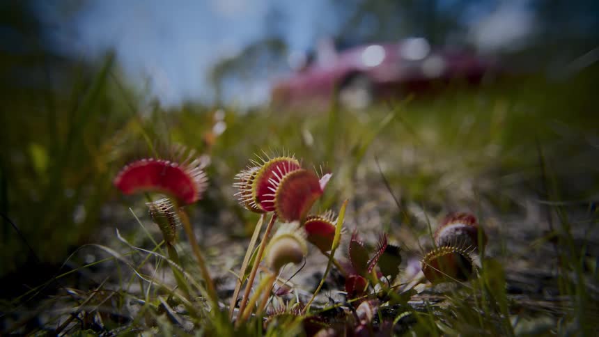 From a lowangle view a cluster of red venus flytraps sits in a grassy field as a car speeds by in the outoffocus background