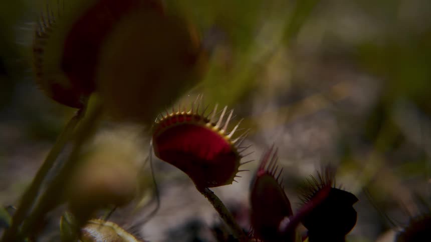 Carnivorous plant displays trapshaped leaves with spiky edges and reddish interior in closeup view