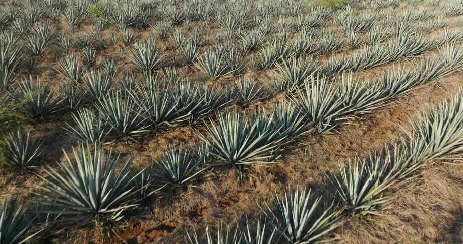 An aerial shot slowly glides over neat rows of blue agave plants growing in a vast dry field