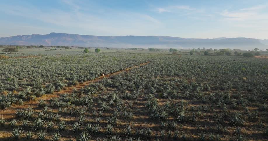 A large farmland stretches out at midday filled with rows of plants and divided by a clear path running through the middle