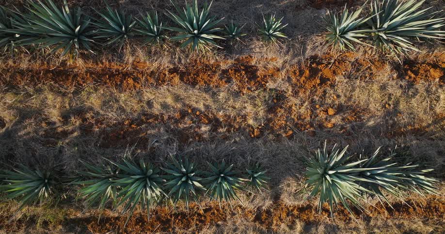 Agave grows in slightly raised rows during the daytime
