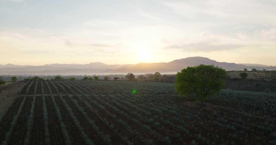 A slow aerial shot reveals a vast agave field at sunrise with mountains silhouetted against the hazy golden sky