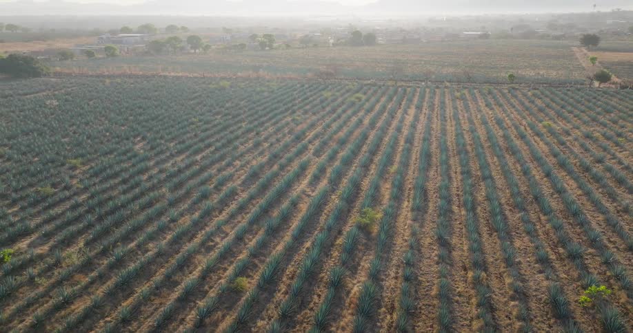 The video shows an aerial view of a vast meticulously organized agave field likely in a dry sunny regionthe field is characterized by straight parallel rows of bluegreen agave plants extending toward the horizon with hills or mountain