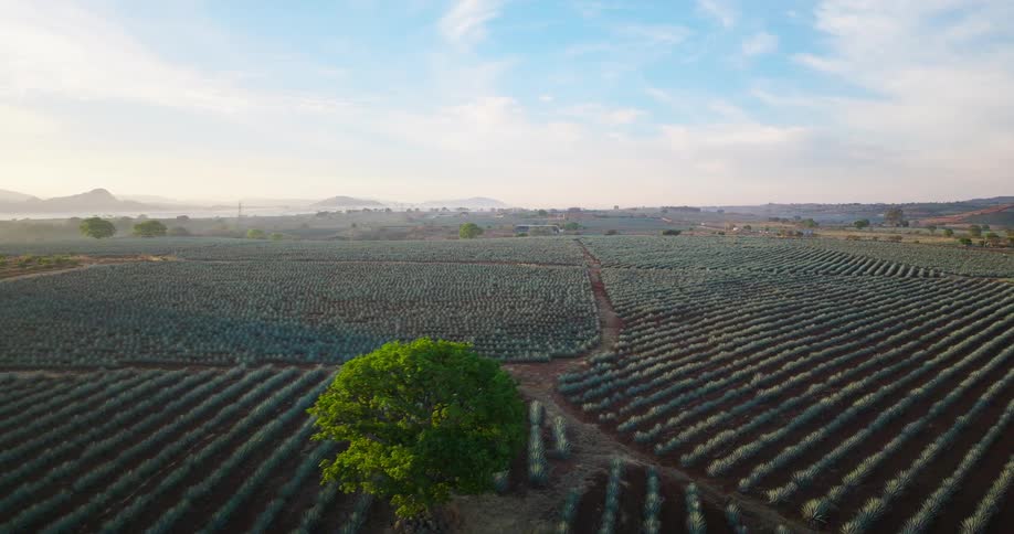Aerial of crops on large field in the country