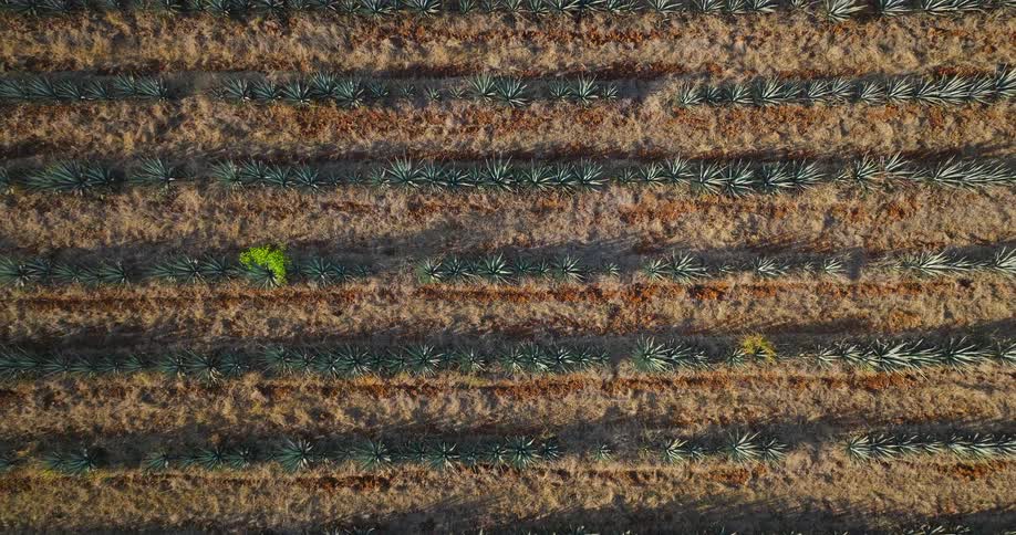 Row of agaves on dry soil forms regular pattern with sparse vegetation around