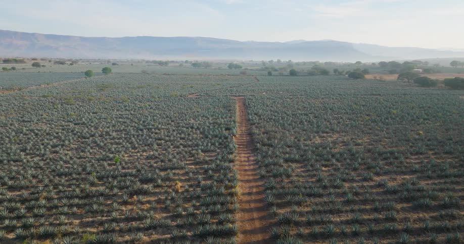 Agave plantation stretches in parallel rows with central path leading toward distant mountains