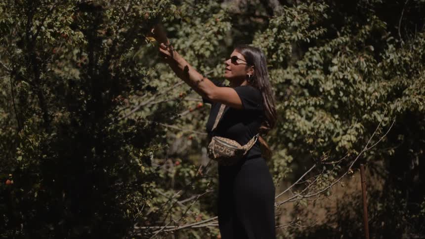 Woman picks ripe fruits from a tree under sunlight