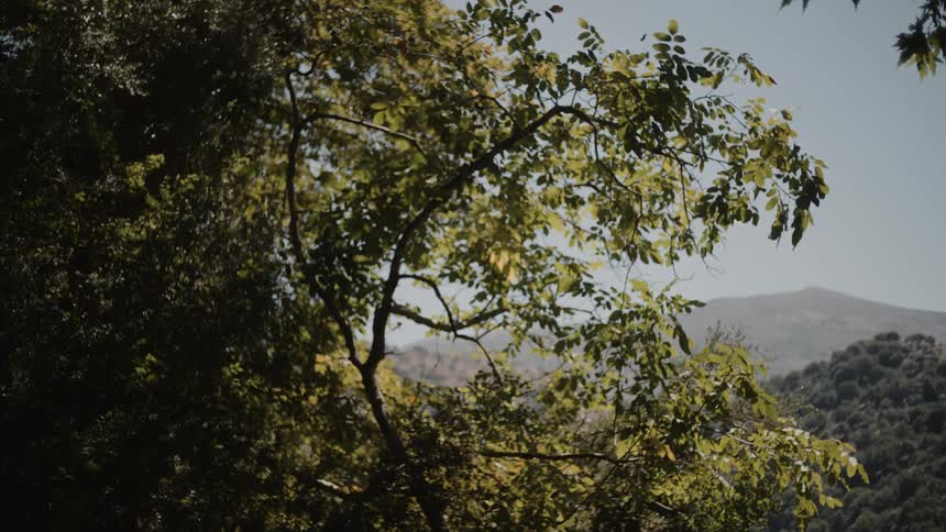 A tree blocks the view of a mountain