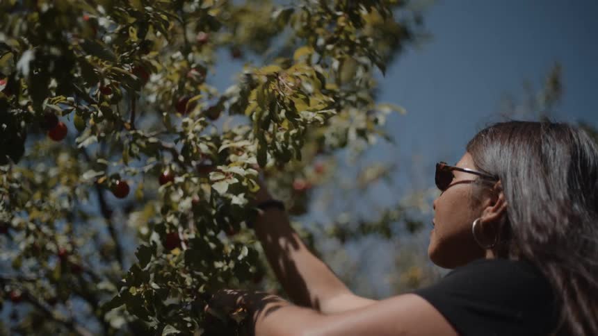 A young woman stands on a farm under the bright sun wearing sunglasses as she picks fruits from a tree with focus and ease