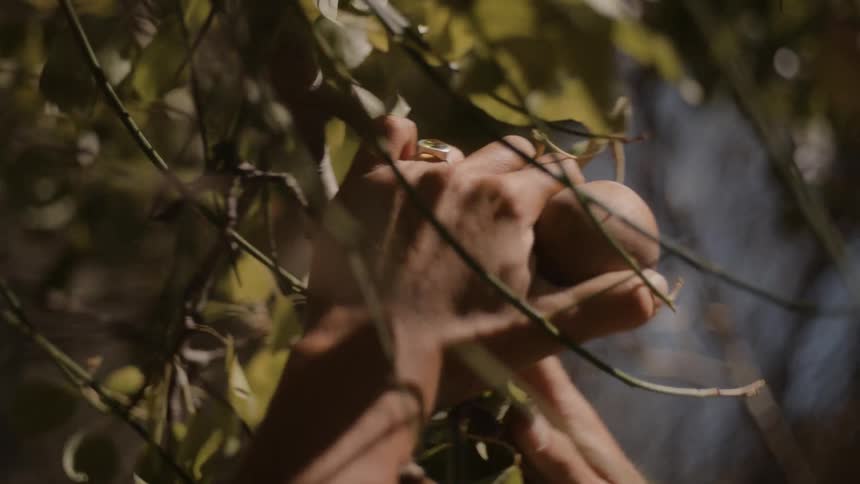 Hands with ring and bracelet interact with dense branches in sunlit natural setting