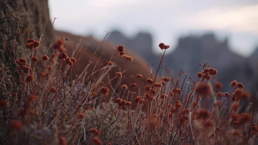 A grass spring flower plant grows in the wild at midday