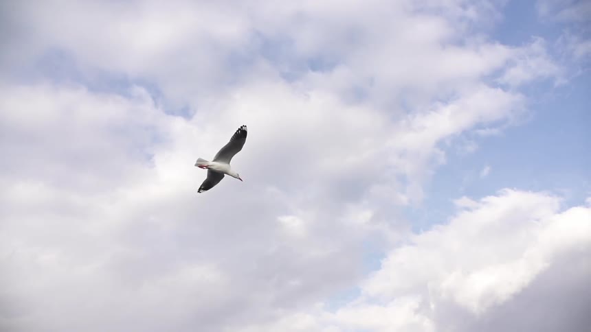 A bird flying in a cloudy sky