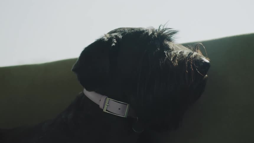 A close view of a dark shaggy dog shows its face in profile wearing a wide light pink leather collar as it rests against a green couch or cushion in bright daylight