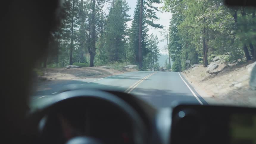 A car navigates a winding road through a dense sunlit pine forest