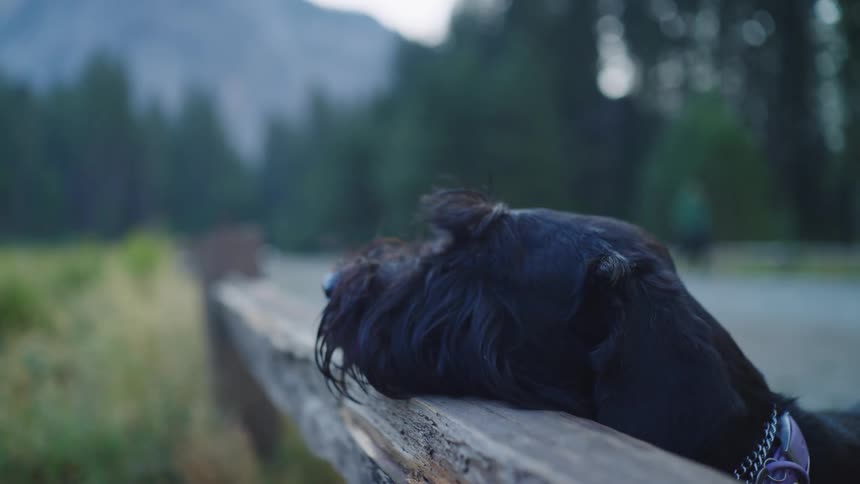 A scruffy black dog rests its head on a rustic wooden fence in a tranquil mountain meadow