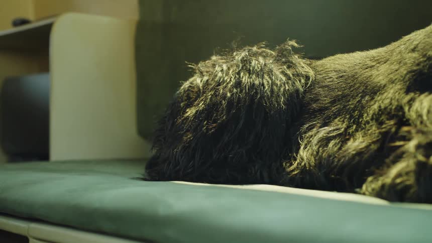 A close view of a large dark shaggy black dog lying down on a green veterinary exam table or office couch in a soft low light setting