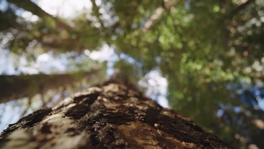 The camera looks straight up the rough textured trunk of a very tall tree toward the blurry sundappled canopy overhead in a forest