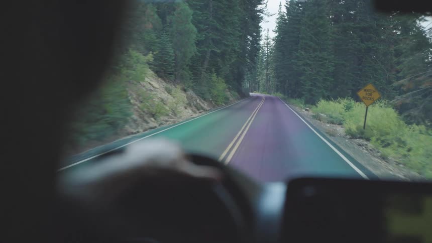 A person drives along a winding forest road surrounded by tall trees