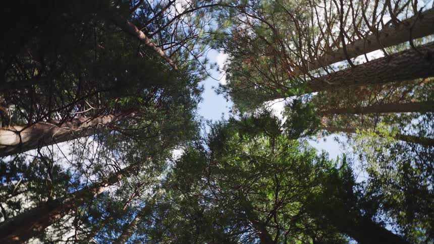 Tall tree canopies with green foliage surround opening in partly cloudy sky