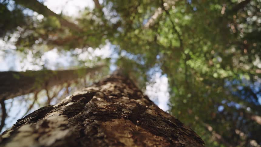 A tree trunk with rough bark stands among other tall trees at midday with the leaves blocking the sunlight