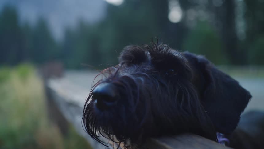 Black dog leaning its head against a wooden piece with trees and vegetation on the background outdoors during day time