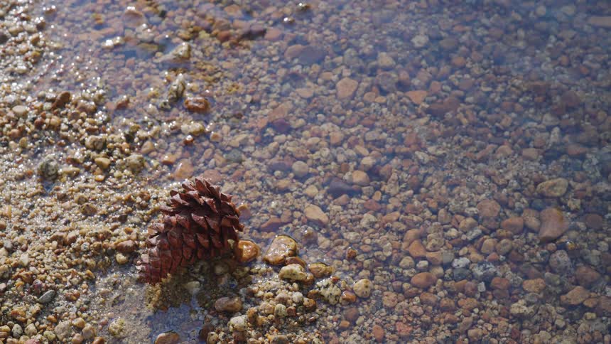 Brown pine cone rests among pebbles under clear water