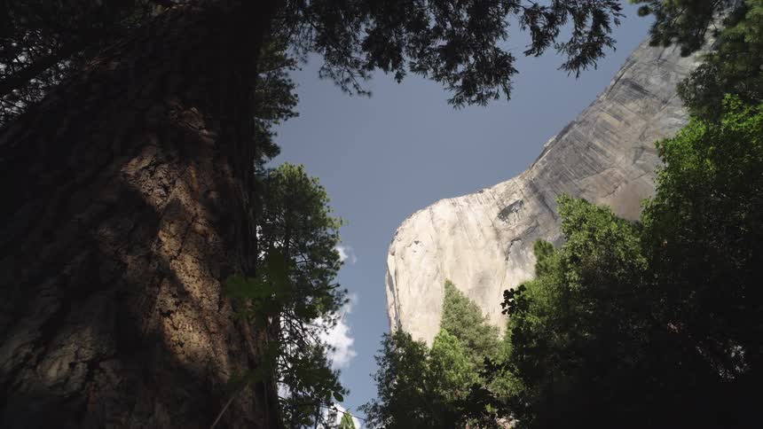 A forest is growing in a canyon with a snow covered cliff above