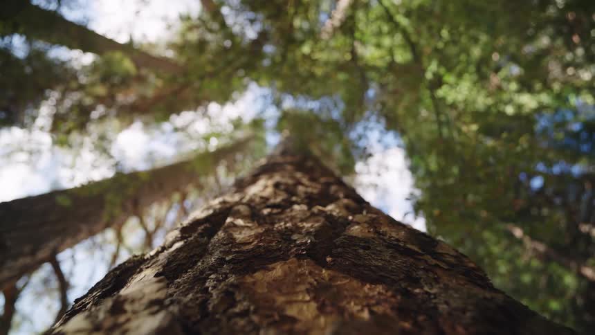 A tree trunk with rough bark stands among other tall trees in the forest at midday