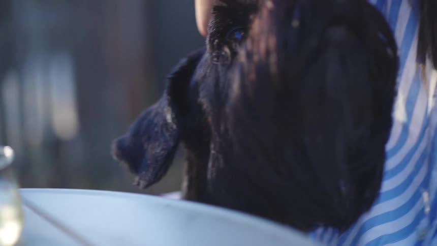 Black dog shoving his head over the arm of a female person next to a table outdoors during day time