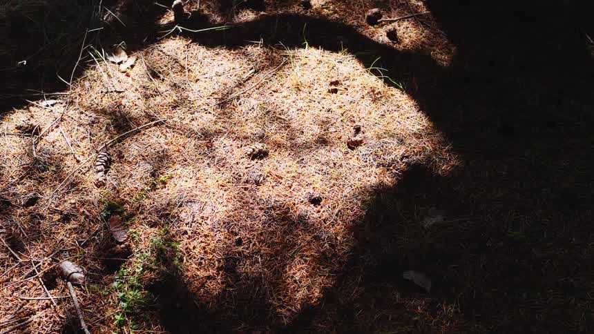 The shadows of two people walking through the woods pass over a dry grassland on a sunny day