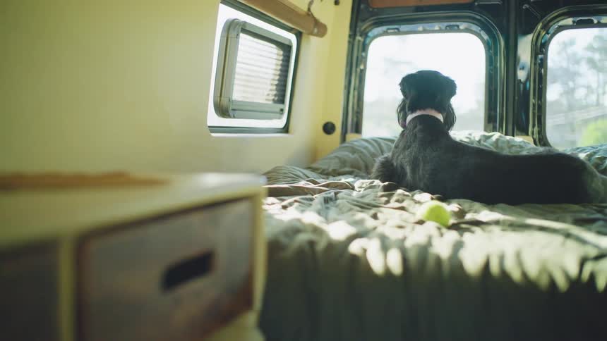 A dog is looking out the windows of a campervan as it moves down a road