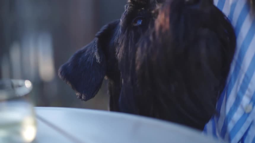 A large black dog rests its head on a table next to a person wearing a striped shirt the persons hand is near the dogs head and the dog looks toward the camera