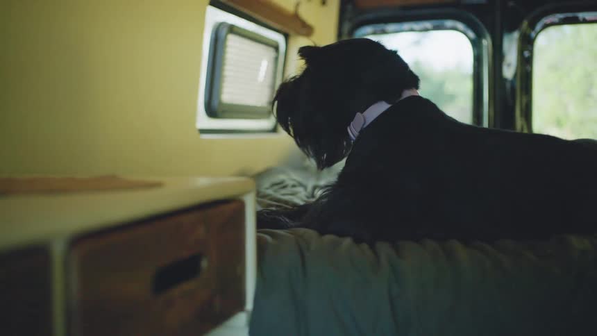 A dog lies on a bed inside a van during a road trip at midday