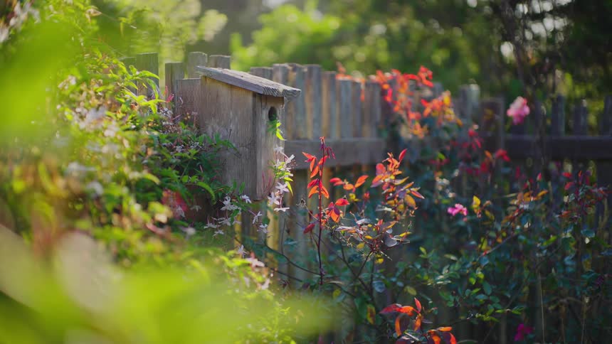 A small wooden birdhouse is mounted on a tall wooden fence surrounded by lush green foliage and shrubs with red leaves all bathed in bright sunlight