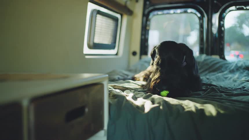 A darkhaired dog lies resting on a bed inside a sunlit camper van lifts its head and shakes revealing a toy resting near itsmuzzle