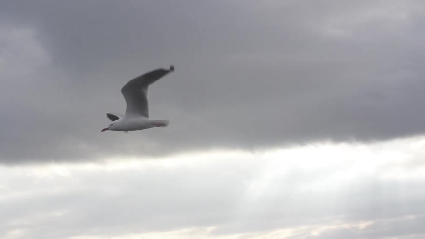 A lone seagull flies against the backdrop of a cloudy sky