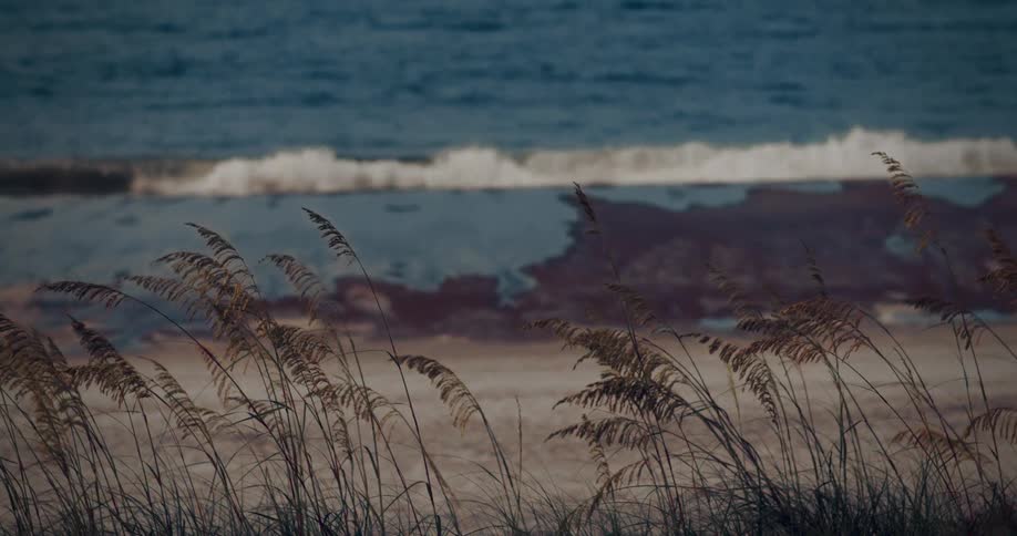 Grass grows at the tide line of a beach