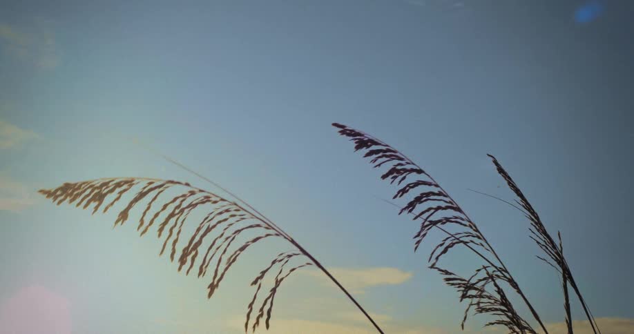 Tall grass sways slowly against a pale blue sky the stalks and seed heads are silhouetted and the horizon shows light color changes