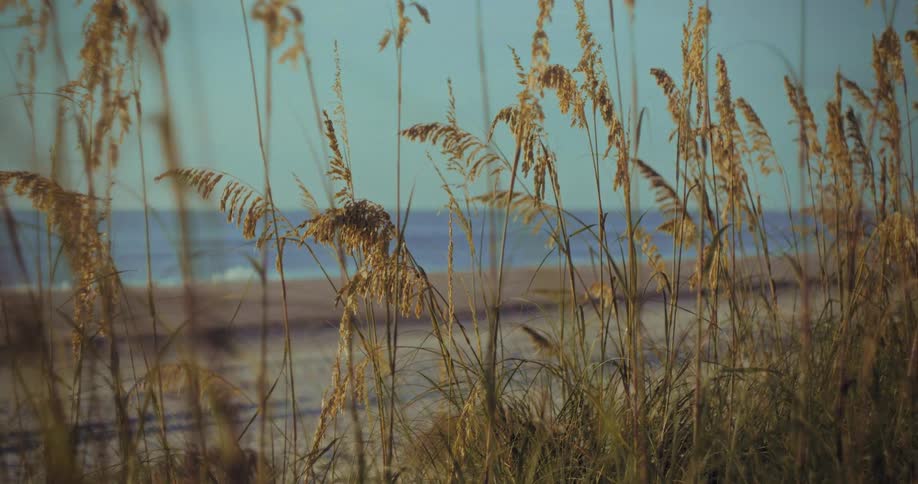 Golden grass sways in the wind in front of the beach and blue sea