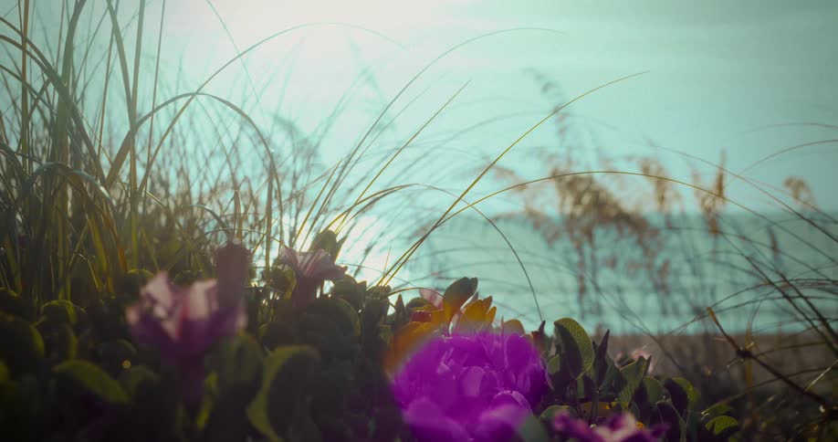 A very close view of beach flora shows pink and purple flowers and long dune grass with a blurred bright blue ocean visible in the background and a lens flare