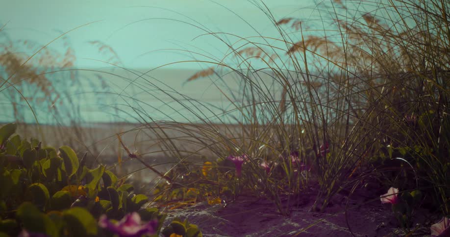 Tall grass is growing in the sand near the waterline of a beach