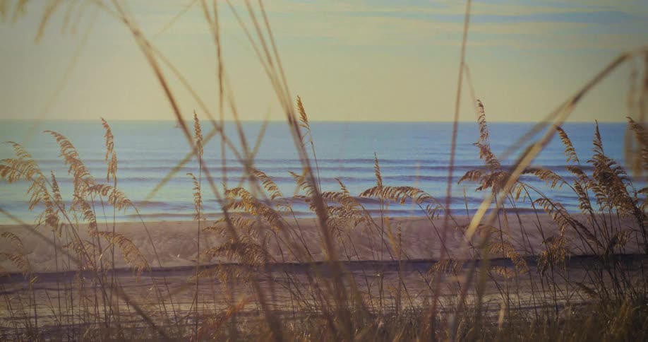Reeds in the wind on the beach