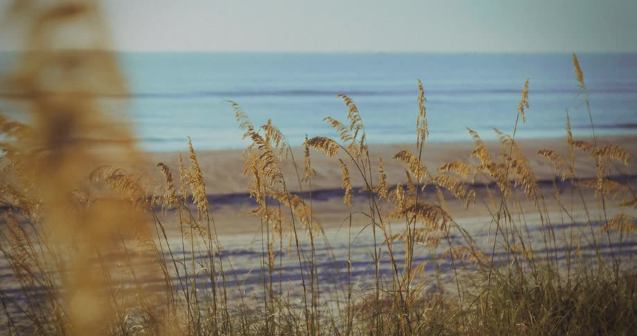 Tall dried beach grasses and oats stand in the foreground swaying slightly in the wind and they frame a clear view of a stretch of sand leading to the calm light blue water of the ocean in the distance