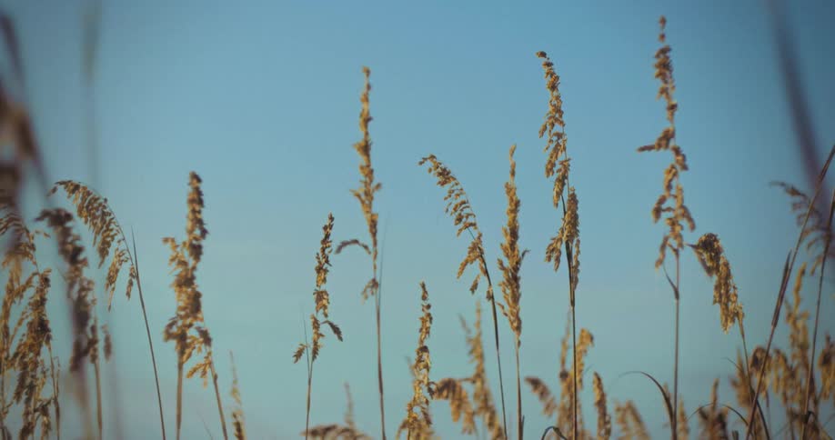 Tall golden stalks of wild grass sway gently in the breeze against a clear and solid blue sky