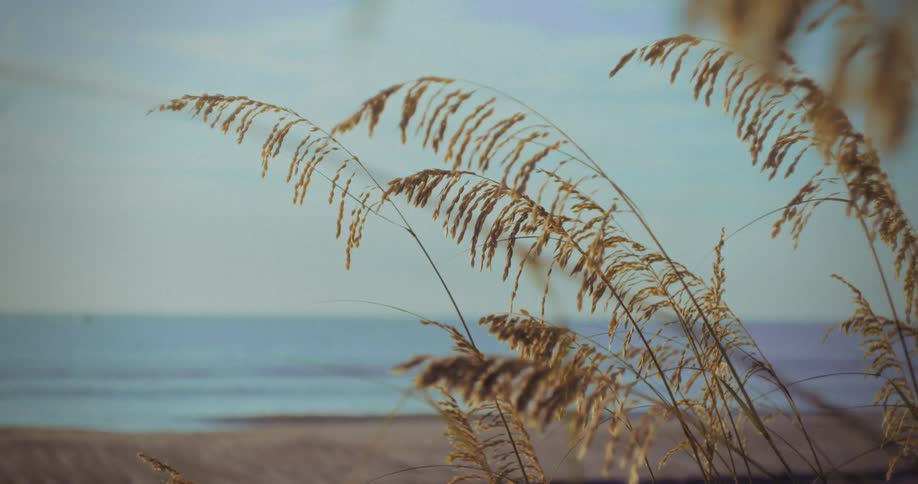A low angle close view shows tall golden sea oats blowing in the wind on a sunny beach with soft blue ocean waves rolling in the blurred background
