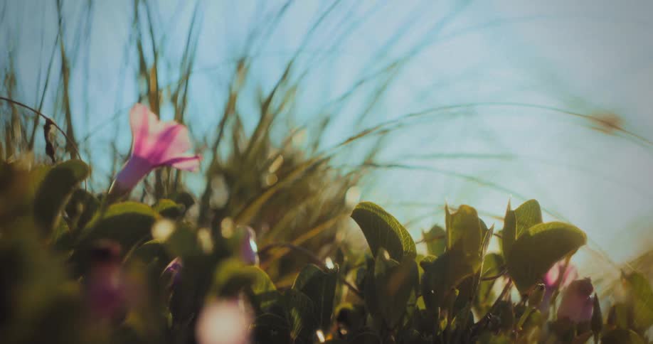 A closeup shot of lowgrowing plants and one pink flower sits in the lower portion of the frame thin blades of grass move from the background to the foreground and the bright blue sky dominates the upper area