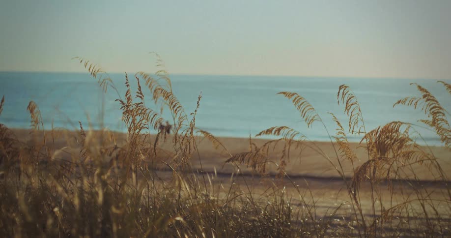Dry beach grass dominates the foreground and sways slightly a wide beach separates the grass from the ocean and two small figures walk along the shoreline