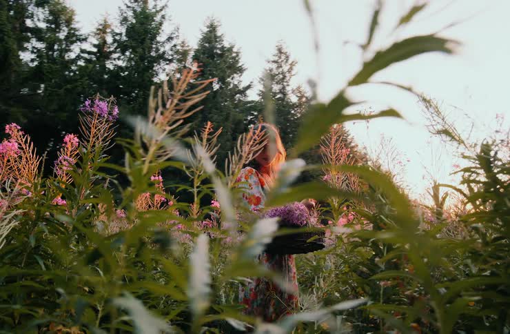 A woman wearing a flowing floral dress stands in a sunny meadow full of tall wildflowers shielding her eyes while holding a large bouquet of purple flowers the shot is framed through leafy foreground plants with tall evergreen trees in the background